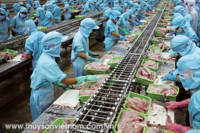 Cá tra xuất khẩu chủ yếu dưới dạng fillet   Ảnh: An Đăng