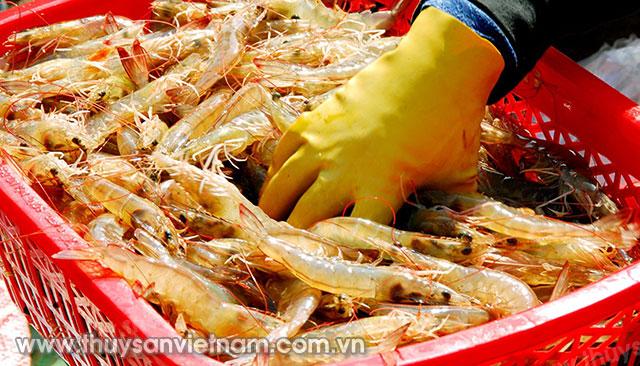 Thúc đẩy phát triển chuỗi giá trị ngành tôm Việt Nam vươn tầm quốc tế