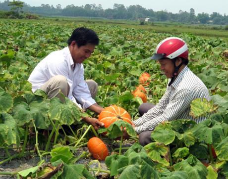 vào htx nong nghiẹp, xã vien vĩnh long "an no ngủ kỹ" hinh anh 1