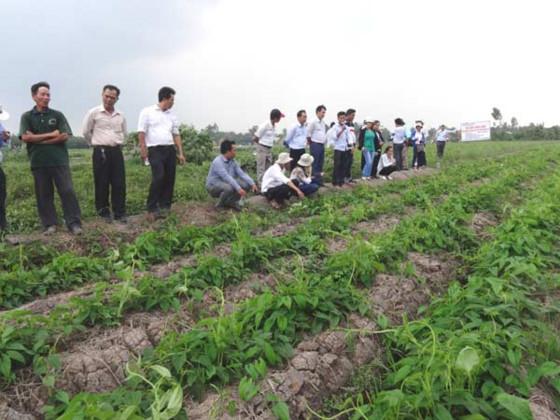 vào htx nong nghiẹp, xã vien vĩnh long "an no ngủ kỹ" hinh anh 2
