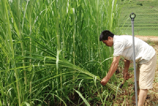 Vốn của Hội “dẫn” đàn bò về bản