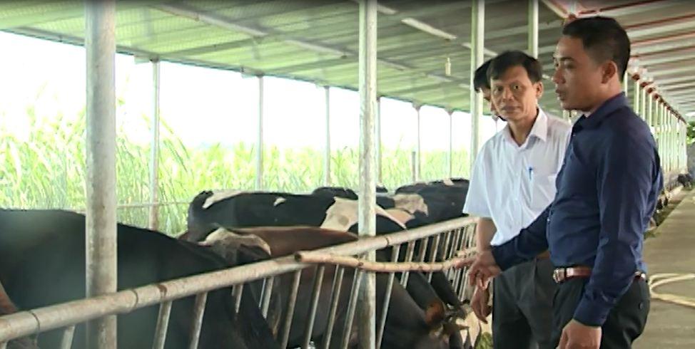 vinh phuc: phuc tai nong dan 7x nuoi 600 con bo thu 13 ty dong/nam hinh anh 3