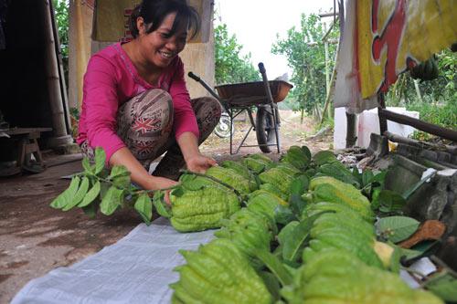 hoai duc (tp.ha noi): phai phat trien mo hinh nong nghiep quy mo lon hinh anh 1