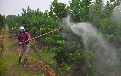 hoai duc (tp.ha noi): phai phat trien mo hinh nong nghiep quy mo lon hinh anh 2