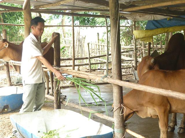 vay 30 trieu nuoi bo, sau 2 nam du tra goc va con doi ra 2 con be hinh anh 2