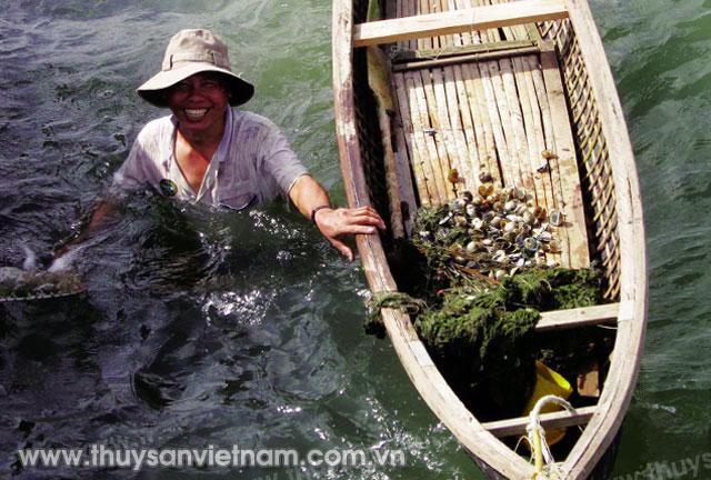 Mô hình nuôi ghép sò huyết, rong câu cho hiệu quả bền vững   Ảnh: CTV