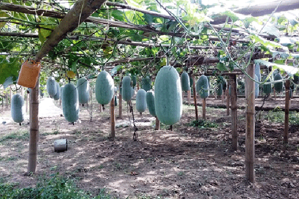 Tạo động lực để nông dân tham gia kinh tế tập thể