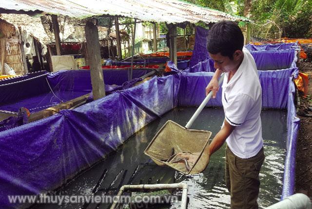 Nuôi lươn đồng thương phẩm đem lại hiệu quả cho nhiều địa phương    Ảnh: Nguyên Chi