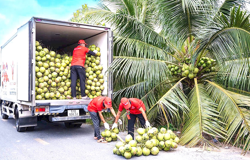Thu hoạch dừa xiêm tại xã Phú Túc.