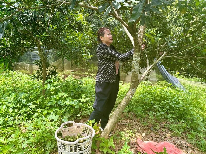 Công ty TNHH MTV Trường Giang Lai Châu mở rộng chuỗi giá trị, nâng cao khả năng cạnh tranh của nông sản vùng cao.