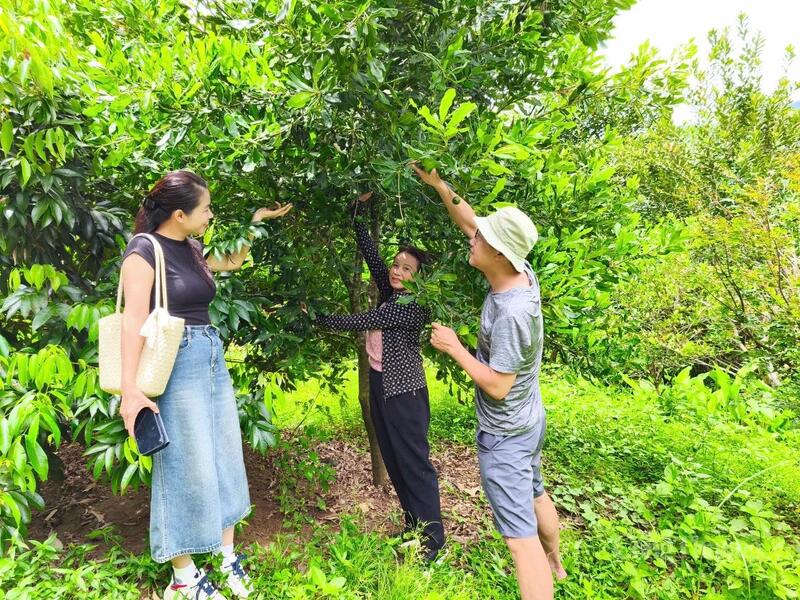 Phóng viên Báo Công Thương (trái) đi thực tế tại vườn mắc ca của Công ty TNHH MTV Trường Giang Lai Châu.