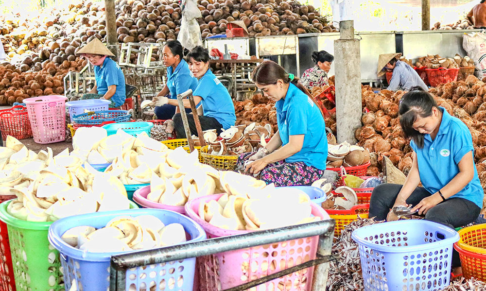 Sơ chế dừa cung ứng nguyên liệu đầu vào cho các nhà máy sản xuất tại tỉnh.
