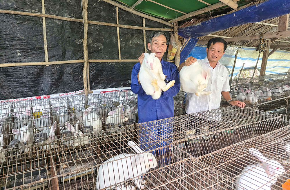 Mô hình chăn nuôi thỏ của chú Việt đem lại hiệu quả kinh tế khá cao.
