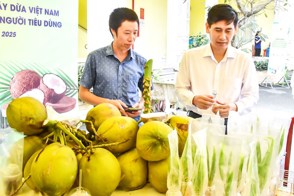 Sản phẩm dừa cấy phôi của Trường ĐH Trà Vinh.