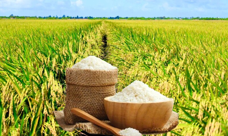 Giá lúa gạo hôm nay ngày 16/1/2026: Thị trường