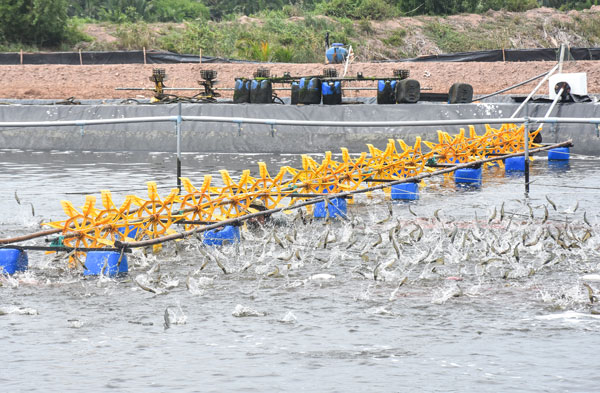 Thu hoạch tôm công nghệ cao.
