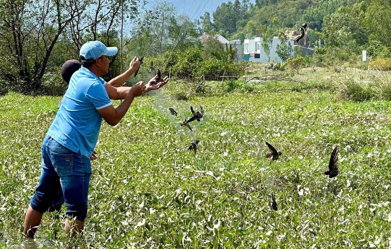 Săn bắt trái phép chim yến đang là vấn đề gây nhức nhối.