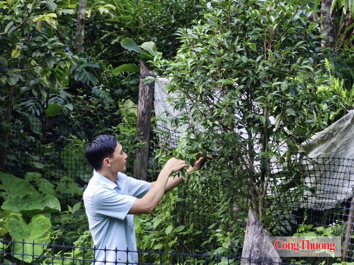 Cây chè cổ thụ tại bản Sàng Mà Pho, xã Sin Suối Hồ đã bà con bước đầu nhân giống thành công.