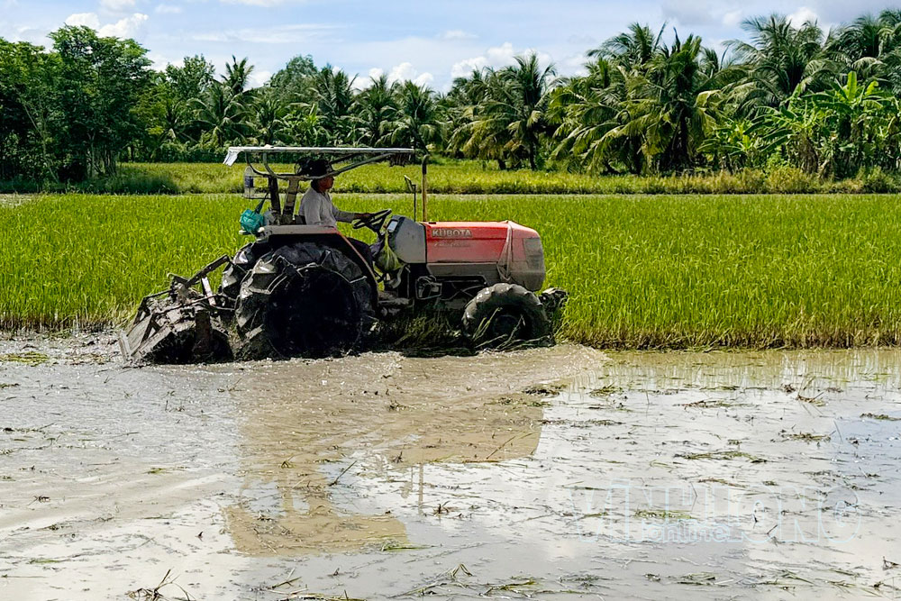 Nông dân phường Phước Hậu cần chủ động bố trí lịch xuống giống phù hợp với nguồn nước để hạn chế ảnh hưởng của hạn, mặn.