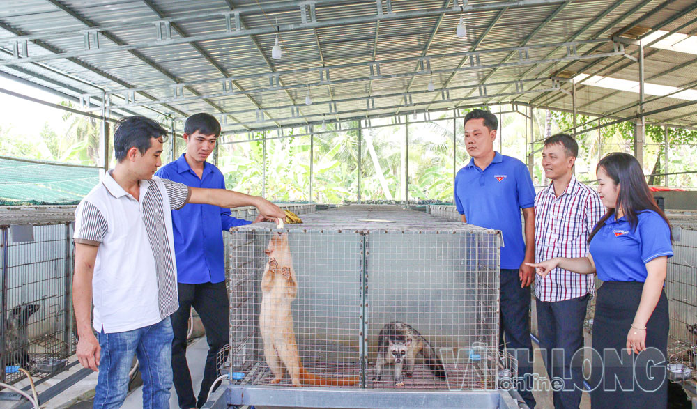 Anh Nguyễn Long Hồ chia sẻ kinh nghiệm chăm sóc và phòng bệnh cho chồn hương với người đến tham quan mô hình.