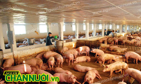 chăn nuôi có mức tăng trưởng cao nhất trong nông nghiệp tính đến 6/2016 - chăn nuôi