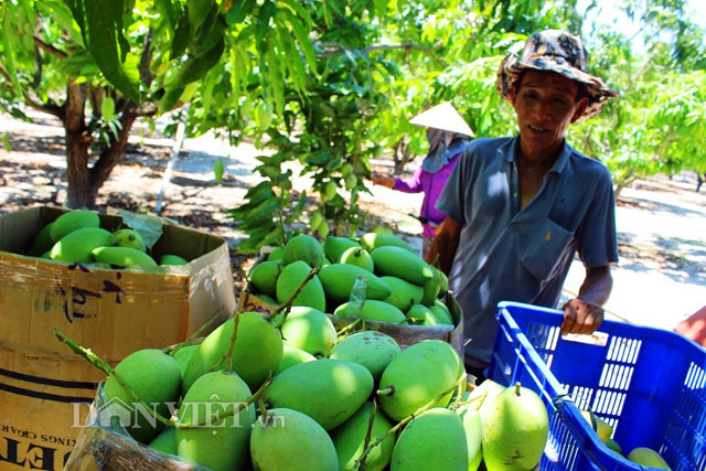 thom ngon xoai cat hoa loc gan 30.000 dong/kg ban tai vuon hinh anh 1