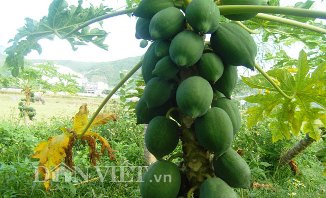du du “ti hon” vung ron han hut hang hinh anh 1