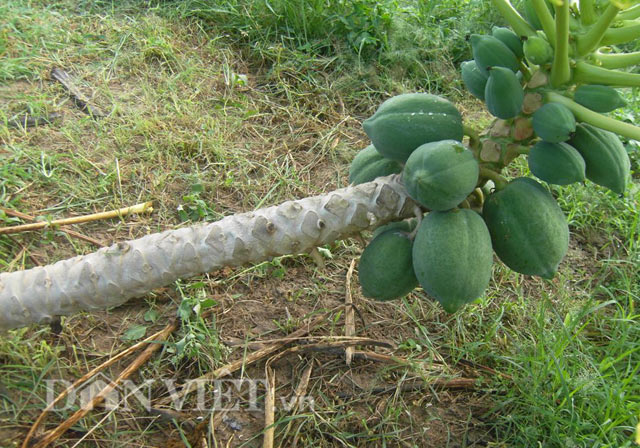 du du “ti hon” vung ron han hut hang hinh anh 3