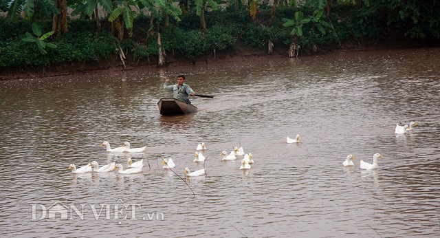 cu thuc day la co nua trieu dong bo tui nho... nuoi vit hinh anh 1