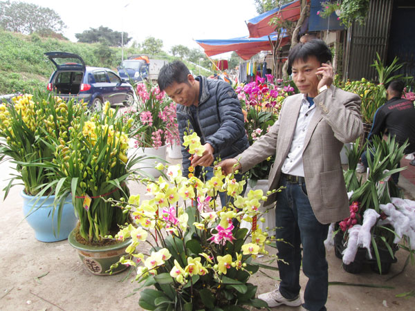 dau xuan tham xa co nhieu ty phu hoa lan hinh anh 1