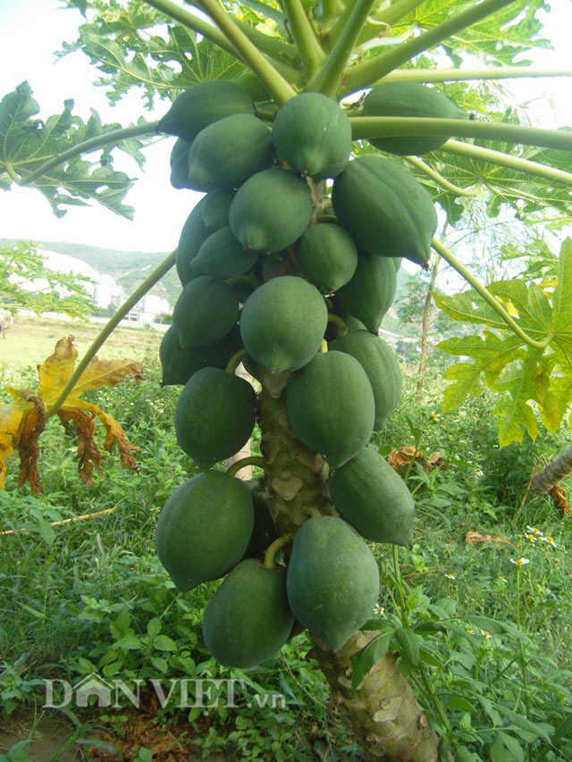du du “ti hon” vung ron han hut hang hinh anh 4