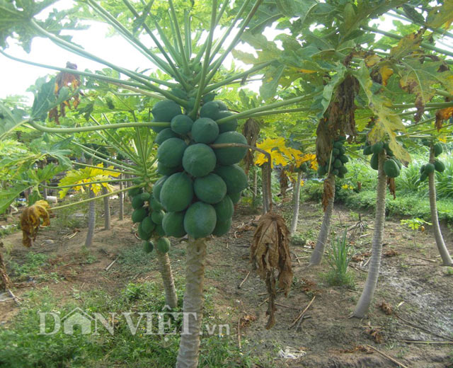 du du “ti hon” vung ron han hut hang hinh anh 5