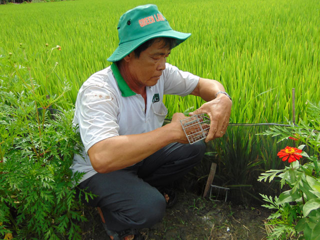 lao nong mien tay lam bay chuot an toan, kiem tien rung rinh hinh anh 3