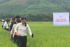 Bộ giống Thái Bình trên cánh đồng mẫu lớn