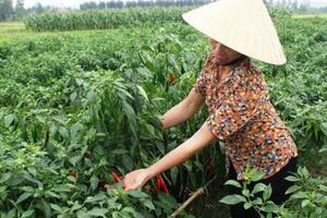 Phân bón Lâm Thao tăng năng suất lúa ngô ớt… trên đất Thanh Hóa