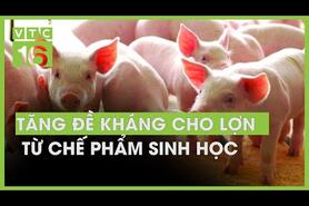 Tăng đề kháng cho lợn từ chế phẩm sinh học | VTC16