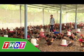 Nông dân Mỹ Phước Tây làm giàu từ nuôi gà chạy bộ | Nông dân khởi nghiệp - 23/11/2025 | THDT