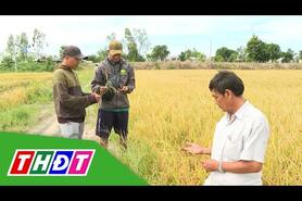 HTX Phú Bình (Tam Nông) - Nông dân chuyển mình theo Đề án 1 triệu ha | THDT