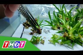 Khát vọng xanh hóa đồng bằng từ phòng thí nghiệm | THDT