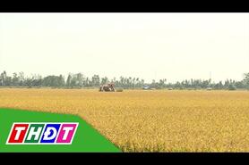 Quy định giá lúa thu thuế sử dụng đất nông nghiệp năm 2026 | THDT