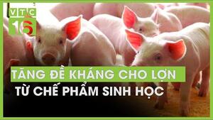 Tăng đề kháng cho lợn từ chế phẩm sinh học | VTC16