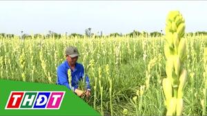Phong Hòa rộn ràng mùa hoa huệ trắng | THDT