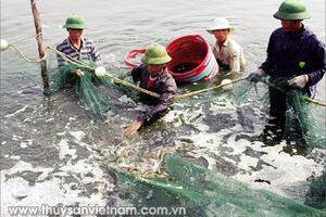 Quảng Ninh: Anh Quý nuôi tôm lãi lớn