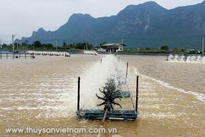 Nuôi tôm theo công nghệ Aquamimicry