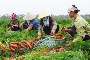 Có liên kết, người trồng cà rốt vẫn lo bị "xù"