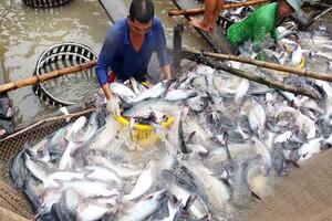 90% cá tra bán tại Mỹ nhập khẩu từ Việt Nam