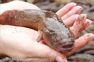 Nam Định: Xây dựng thương hiệu cá bống bớp Nghĩa Hưng