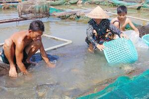 Bà Rịa - Vũng Tàu: Thực hiện 9 mô hình thủy sản trong năm 2017