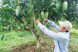 Tin vui xoài Sơn La chuẩn bị bay sang Úc