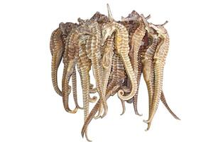 Cơn sốt lặn cá ngựa và rủi ro tai nạn